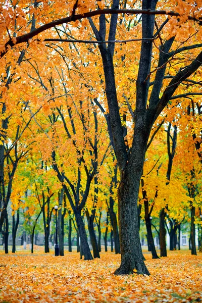 Jesienny Park miejski, żółte liście klonu, drzewa, piękna przyroda jako tło — Zdjęcie stockowe
