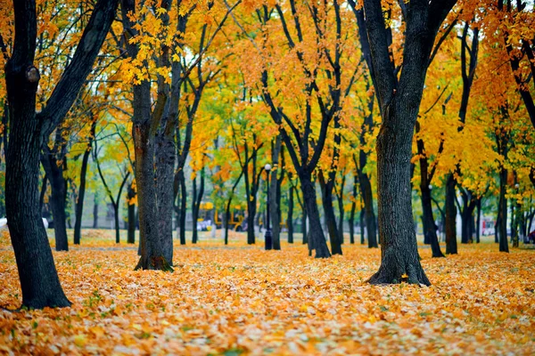 Outono parque da cidade, folhas de bordo amarelo, árvores, bela natureza como fundo — Fotografia de Stock