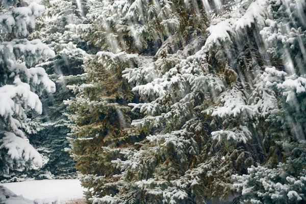 Beau paysage hivernal avec des arbres enneigés — Photo