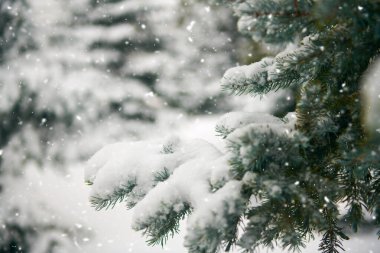 Karla kaplı ağaçlarla kaplı güzel kış manzarası