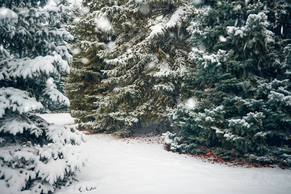 Vackert vinterlandskap med snötäckta träd — Stockfoto