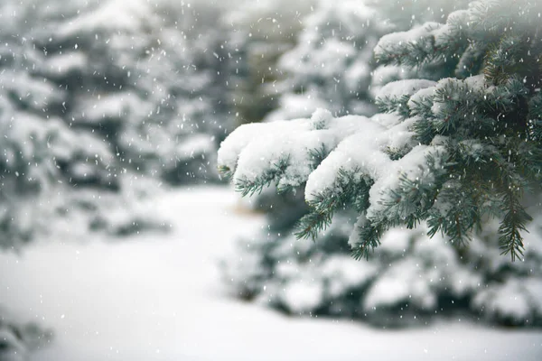 아름다운 겨울 풍경 과 눈덮인 나무들 — 스톡 사진