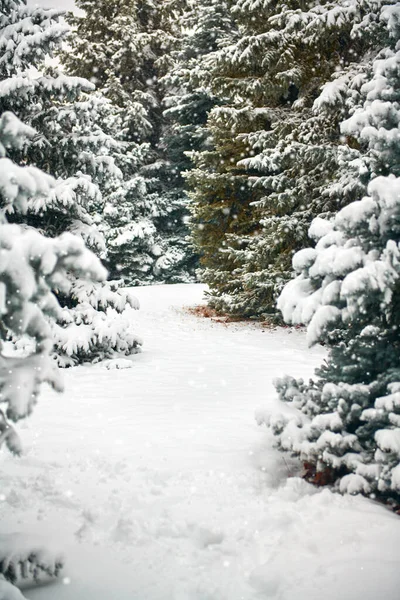 Vackert vinterlandskap med snötäckta träd — Stockfoto