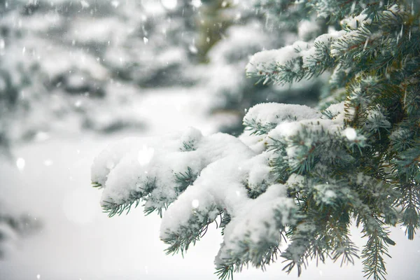 Prachtig winterlandschap met besneeuwde bomen — Stockfoto