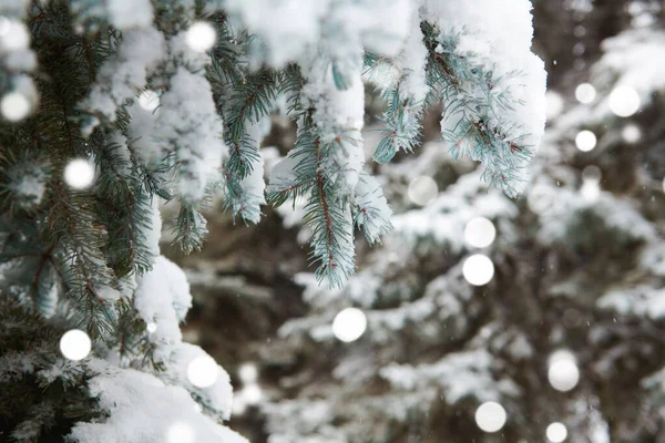 Όμορφο χειμερινό τοπίο με χιονισμένα δέντρα — Φωτογραφία Αρχείου