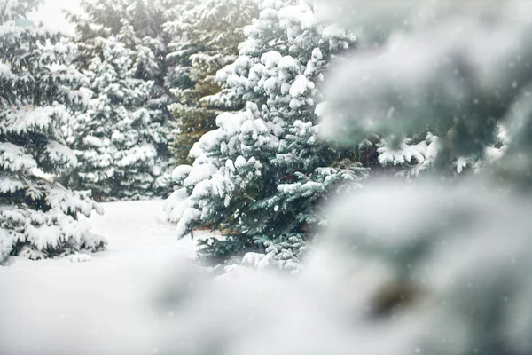 Vackert vinterlandskap med snötäckta träd — Stockfoto