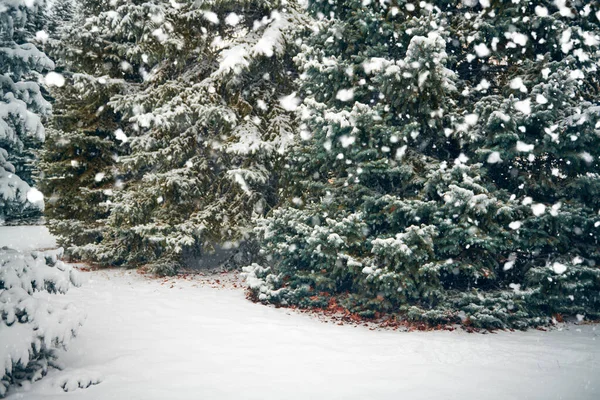 Wunderschöne Winterlandschaft mit schneebedeckten Bäumen — Stockfoto