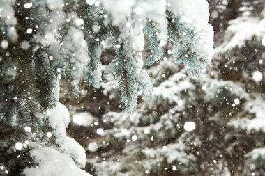 Karla kaplı ağaçlarla kaplı güzel kış manzarası