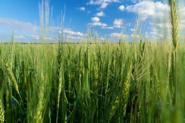 Mavi gökyüzü arka planında yeşil buğday tarlası
