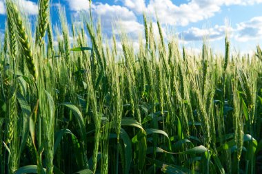 Mavi gökyüzü arka planında yeşil buğday tarlası