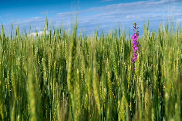 Grüne Weizenfeld Auf Blauem Himmel Hintergrund — Stockfoto