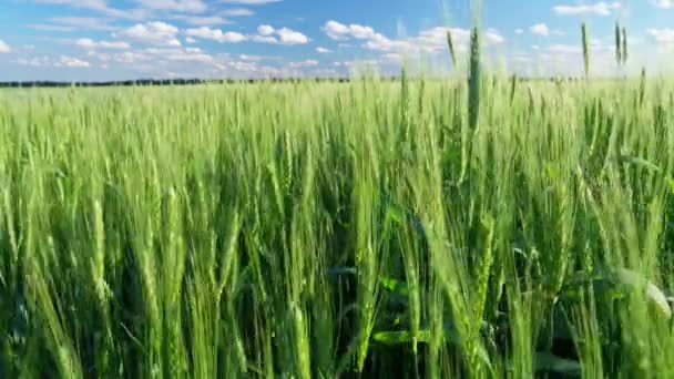 Grüne Weizenfeld Auf Blauem Himmel Hintergrund — Stockvideo