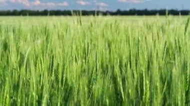 Mavi gökyüzü arka planında yeşil buğday tarlası