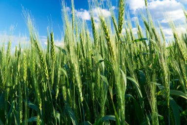 Mavi gökyüzü arka planında yeşil buğday tarlası