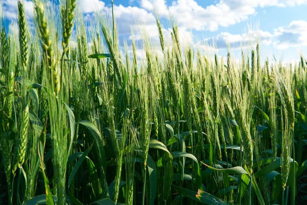 Campo Trigo Verde Sobre Fondo Cielo Azul —  Fotos de Stock