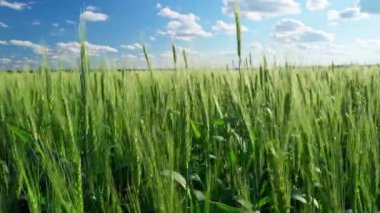 Mavi gökyüzü arka planında yeşil buğday tarlası