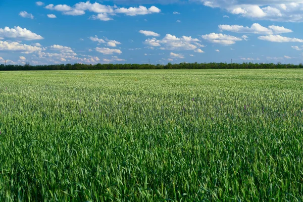 Green Wheat Field Blue Sky Background — Stock Photo, Image