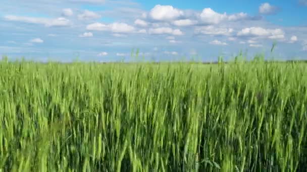 Зеленое Пшеничное Поле Голубом Фоне Неба — стоковое видео