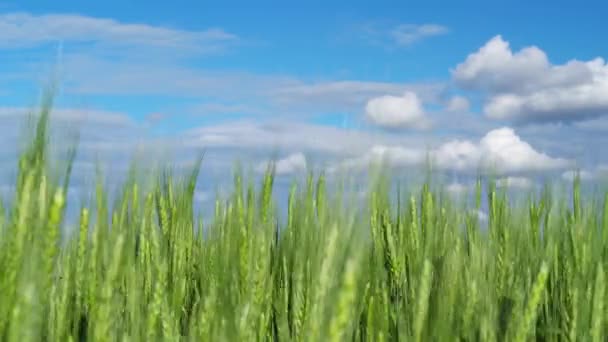 青空の緑の小麦畑背景 — ストック動画
