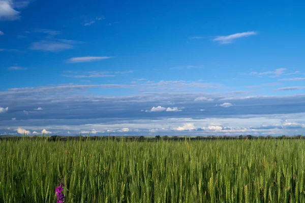 Зелене Пшеничне Поле Фоні Блакитного Неба — стокове фото