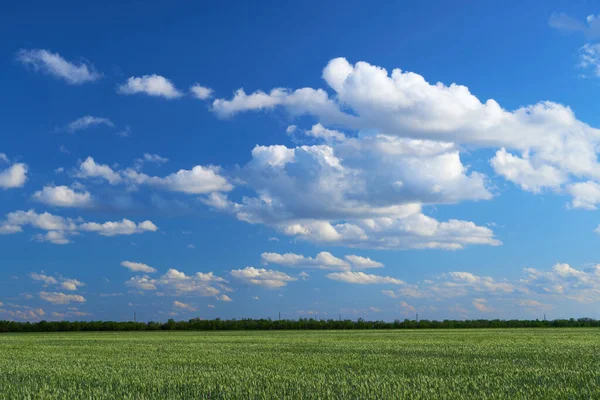 Grönt Vete Fält Blå Himmel Bakgrund — Stockfoto