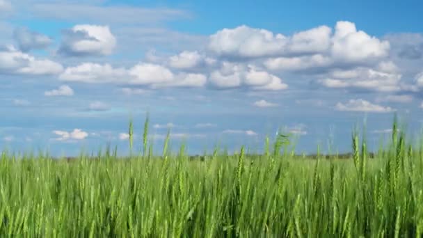 Grüne Weizenfeld Auf Blauem Himmel Hintergrund — Stockvideo