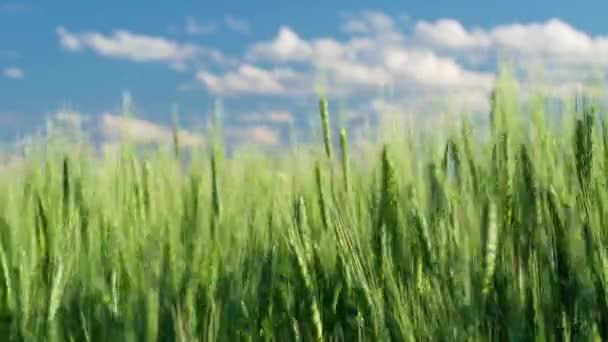 Campo Trigo Verde Sobre Fondo Cielo Azul — Vídeos de Stock