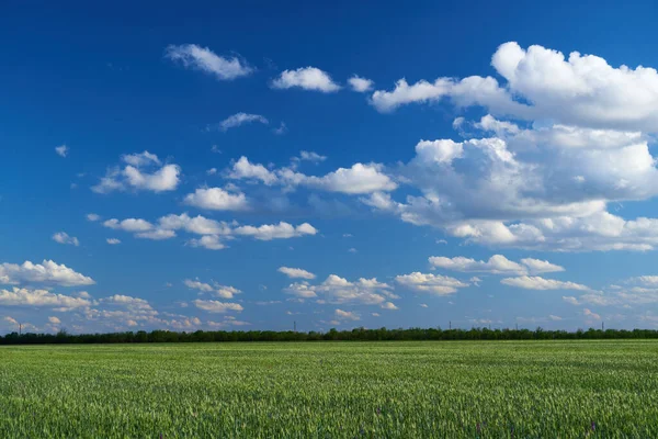 Green Wheat Field Blue Sky Background — Stock Photo, Image