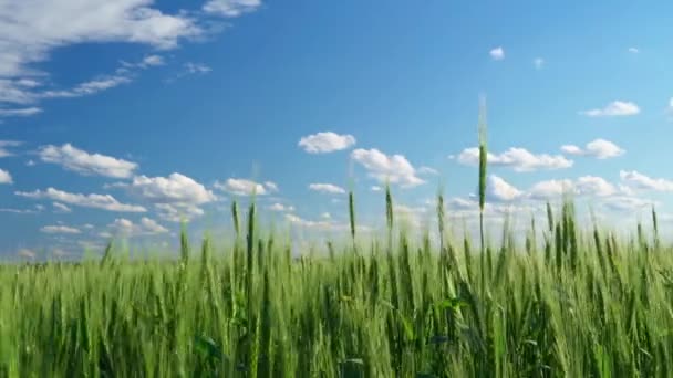 Green Wheat Field Blue Sky Background — Stock Video