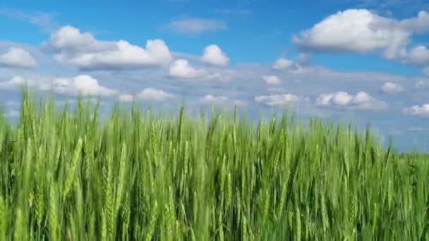 Campo Trigo Verde Sobre Fondo Cielo Azul — Vídeos de Stock