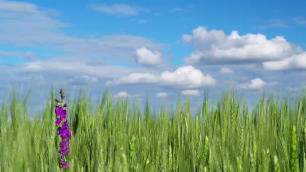 Grüne Weizenfeld Auf Blauem Himmel Hintergrund — Stockvideo