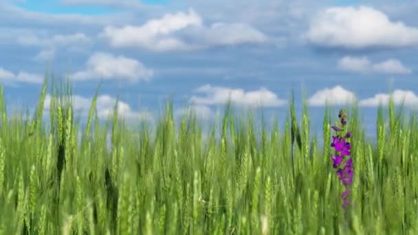 蓝天背景下的绿色麦田 — 图库视频影像