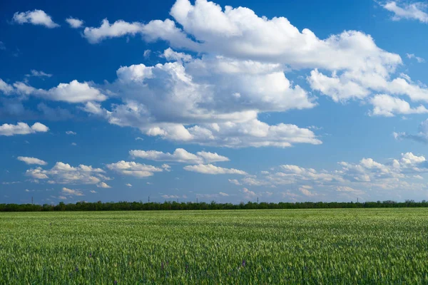 Campo Trigo Verde Fundo Céu Azul — Fotografia de Stock