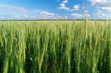 Mavi gökyüzü arka planında yeşil buğday tarlası