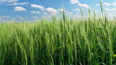 Mavi gökyüzü arka planında yeşil buğday tarlası