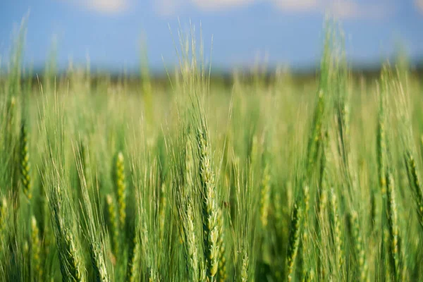 Green Wheat Field Blue Sky Background — Stock Photo, Image