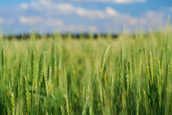 Green Wheat Field Blue Sky Background — Stock Photo, Image