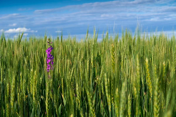 Grüne Weizenfeld Auf Blauem Himmel Hintergrund — Stockfoto