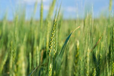 Mavi gökyüzü arka planında yeşil buğday tarlası