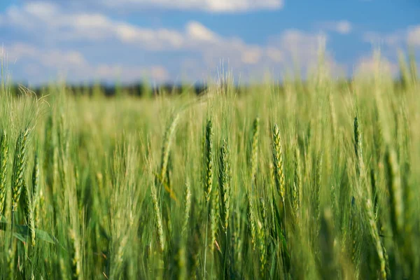 Green Wheat Field Blue Sky Background — Stock Photo, Image