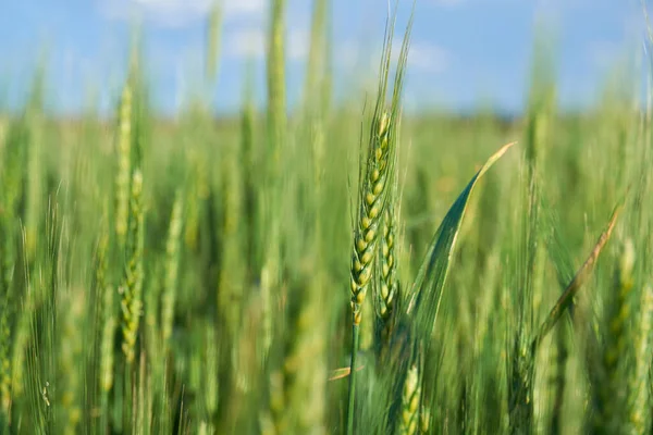 Green Wheat Field Blue Sky Background — Stock Photo, Image