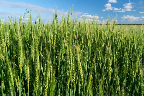 Зеленое Пшеничное Поле Голубом Фоне Неба — стоковое фото