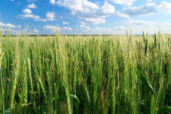 Зеленое Пшеничное Поле Голубом Фоне Неба — стоковое фото