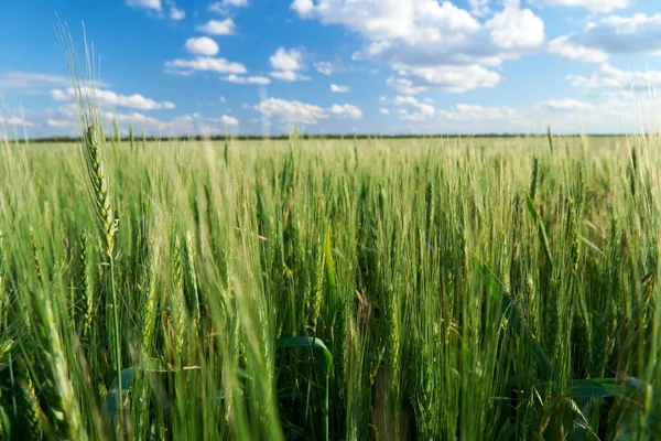 Green Wheat Field Blue Sky Background — Stock Photo, Image