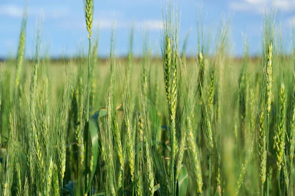 青空の緑の小麦畑背景 — ストック写真