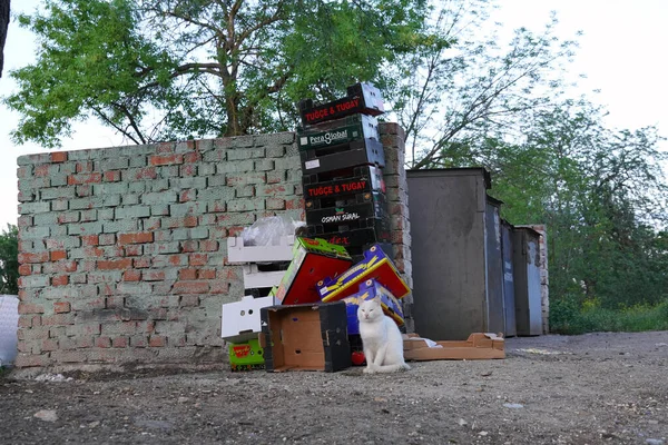 Μια Λευκή Γάτα Κάθεται Κοντά Μια Ερημιά Πολλά Σκουπίδια Και — Φωτογραφία Αρχείου