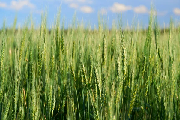 Campo Grano Verde Sfondo Cielo Blu — Foto Stock