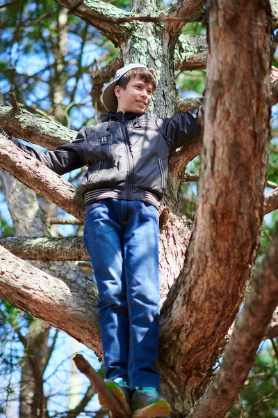 Teenage Boy Playing Outdoor Climbing Tree Bright Sunlight Beautiful Day — Stock fotografie