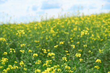 Güzel bir yaz manzarası. Parlak güneşli bir günde ormanda sarı çiçekli bir çayır.