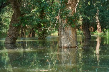 Ormanda sel, yüksek su seviyeli nehir, sel, yaz aylarında doğa.